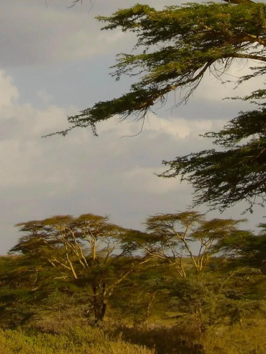 safari-di-gruppo-in-kenya (3).jpg
