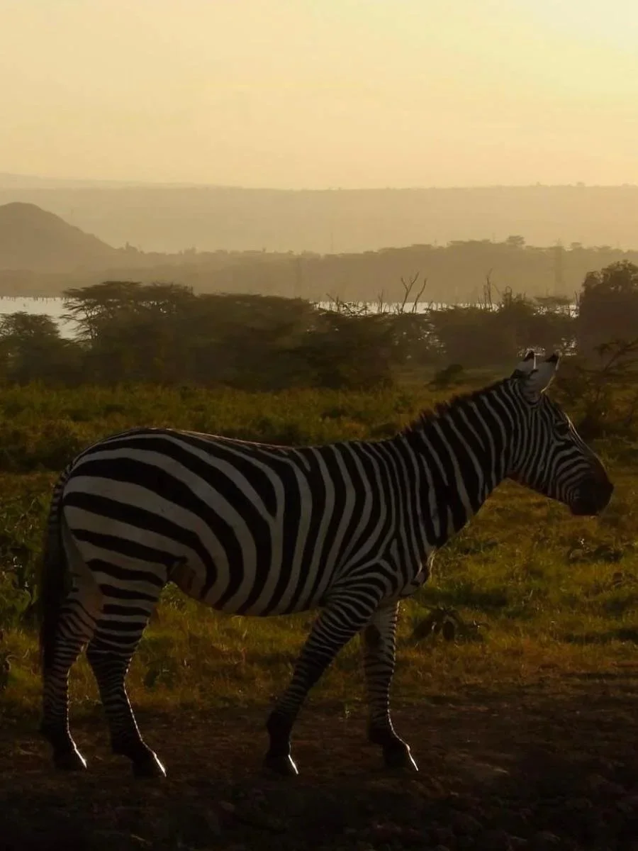 safari-di-gruppo-in-kenya+%282%29.jpg