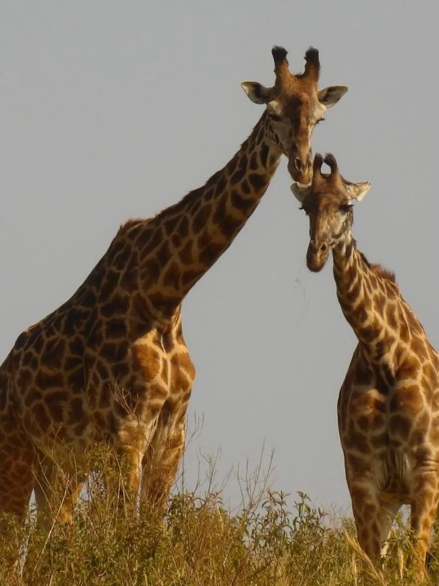 safari-di-gruppo-in-kenya (9).jpg