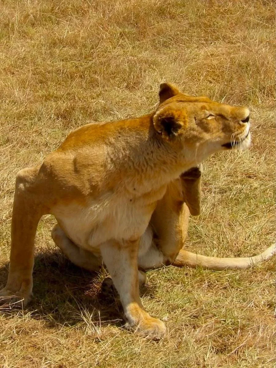 safari-di-gruppo-in-kenya (10).jpg