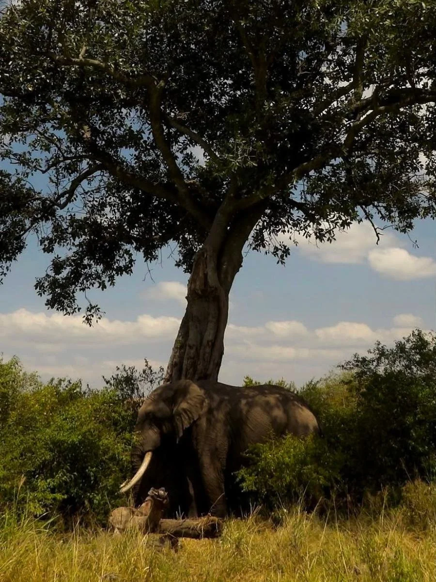 safari-di-gruppo-in-kenya (8).jpg