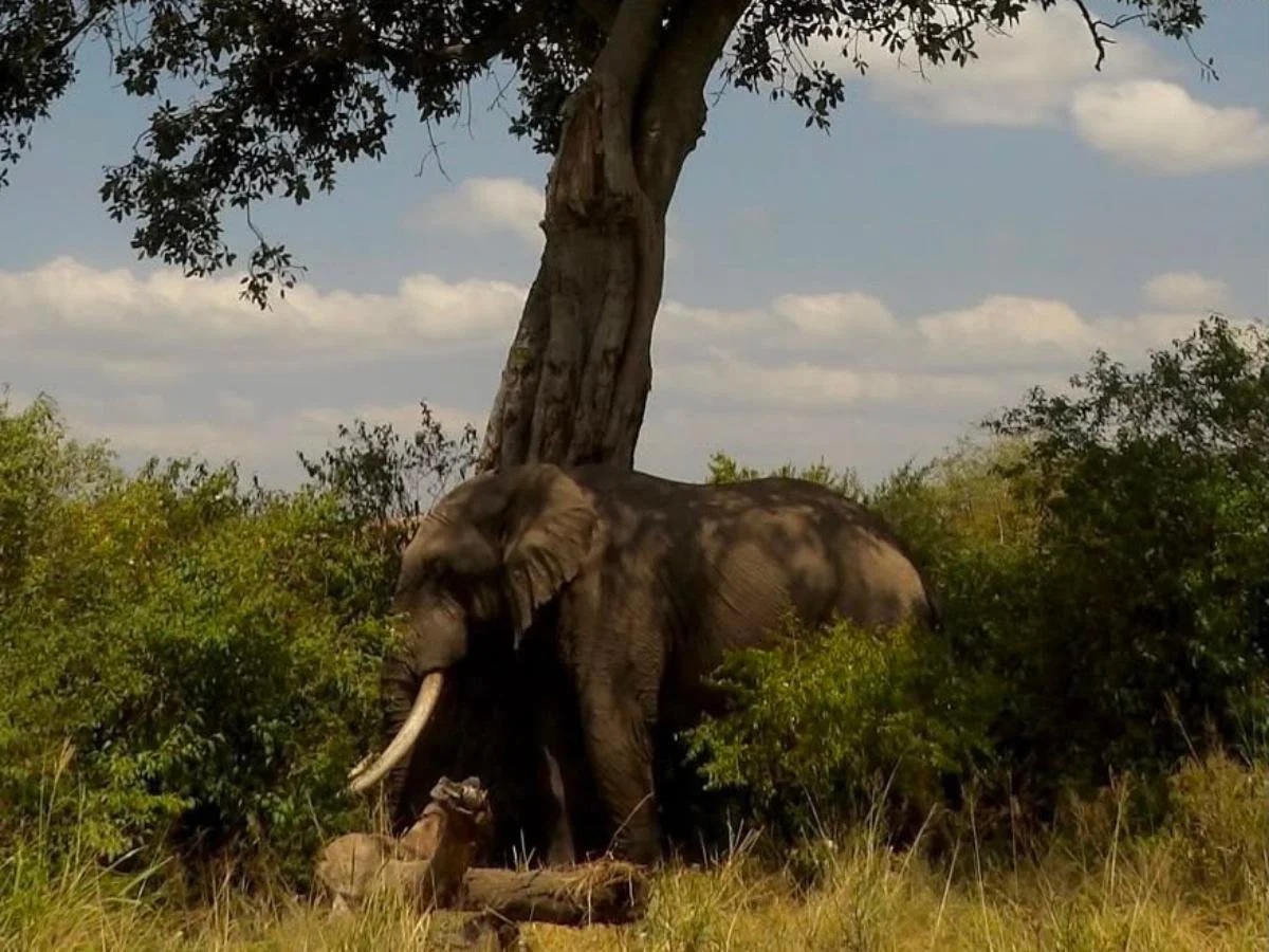 Safari di gruppo in Kenya: la nostra proposta con partenza garantita