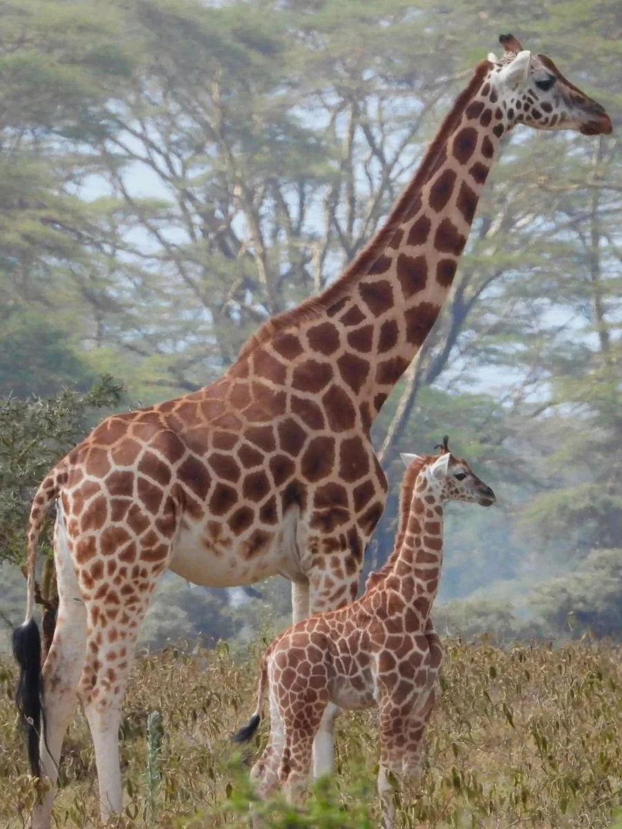 safari-in-africa (1).jpg