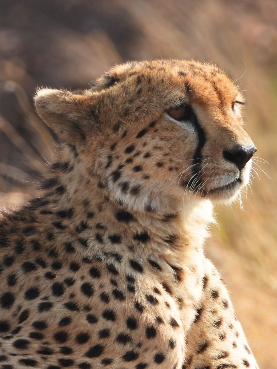 safari-in-africa (2).jpg
