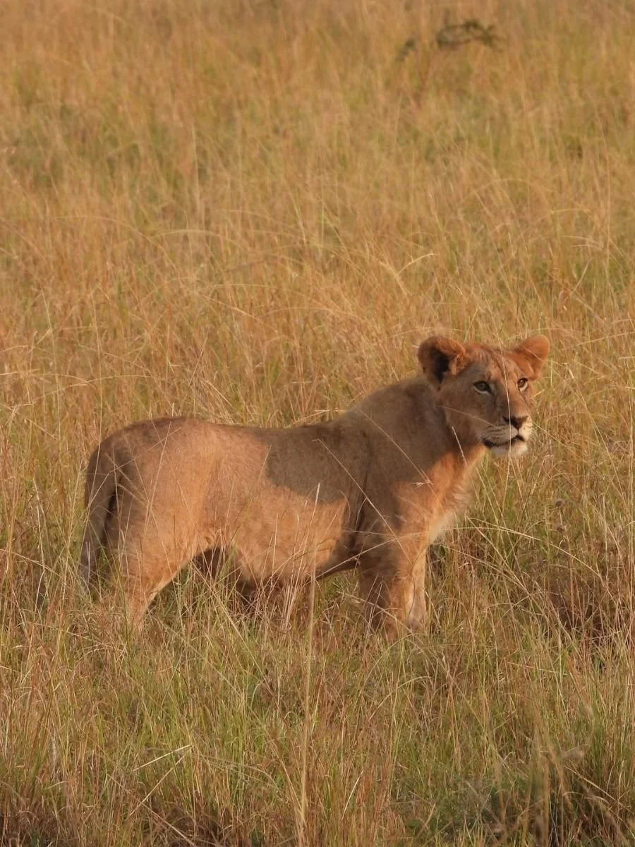 safari-in-africa (4).jpg