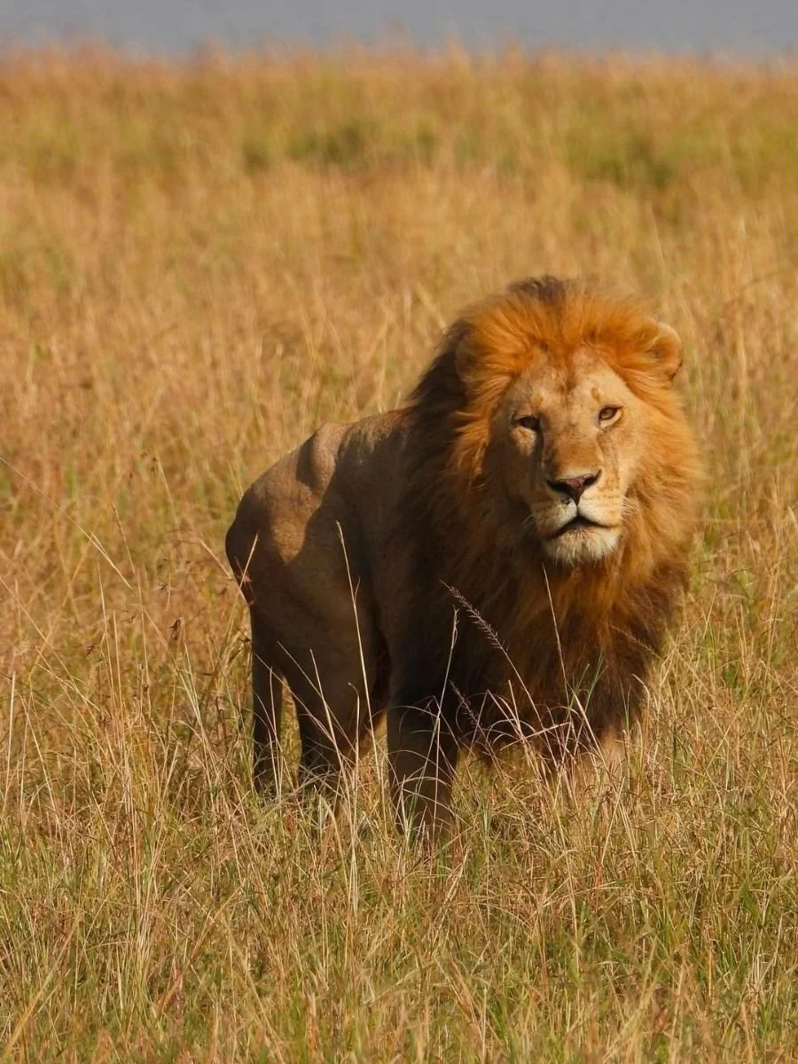 safari-in-africa (6).jpg