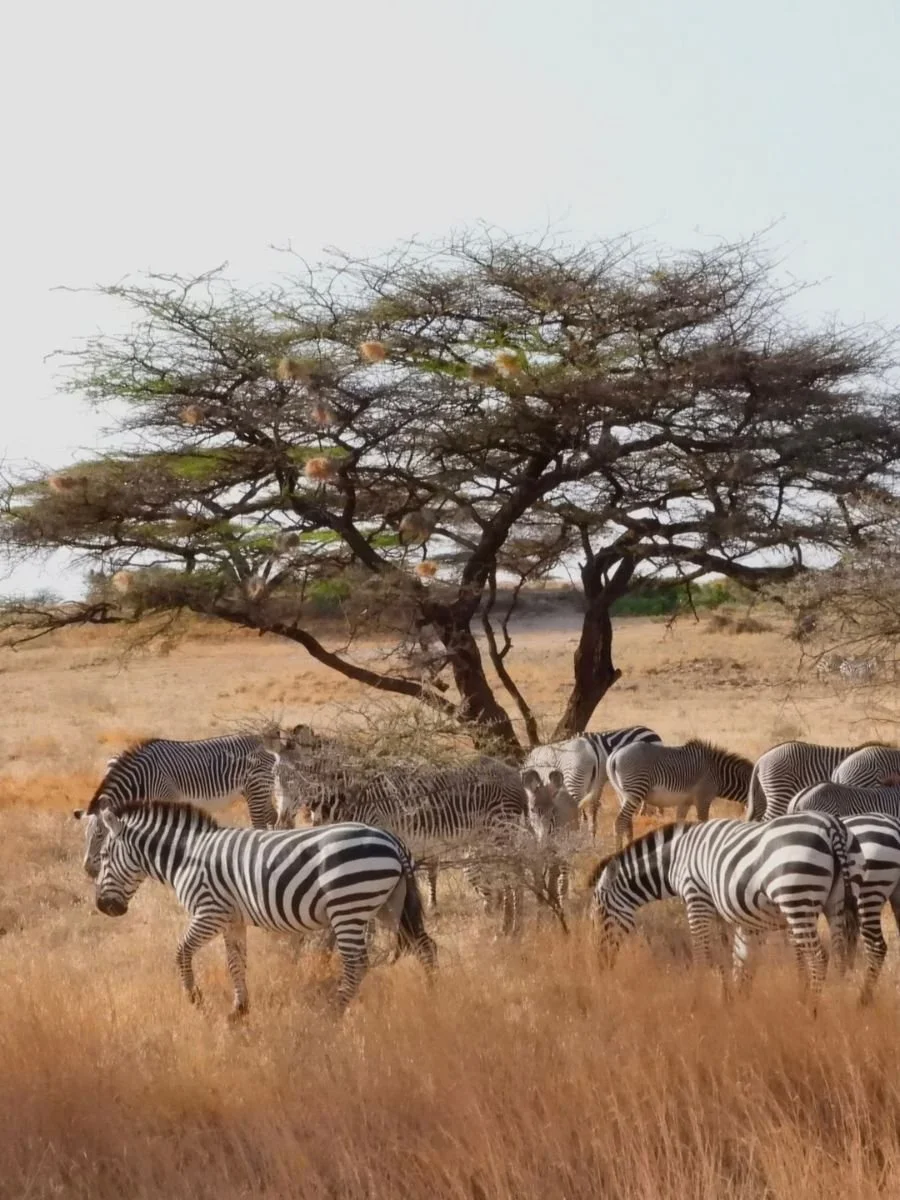 safari-in-africa (8).jpg