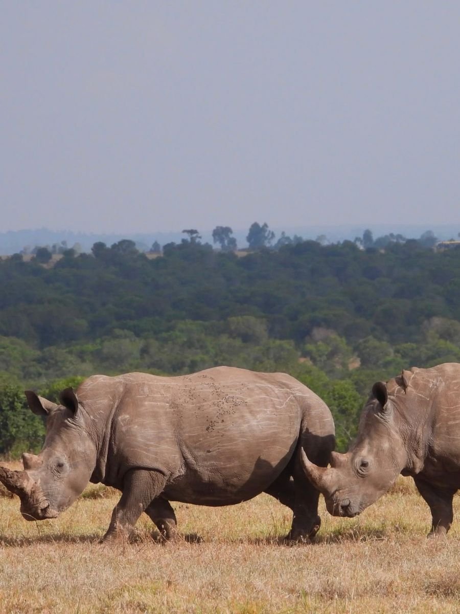 safari-in-africa (9).jpg