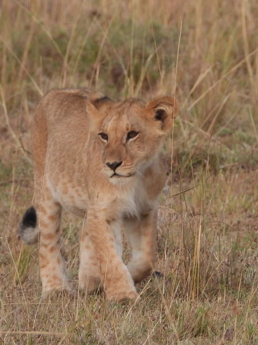 safari-in-africa (11).jpg