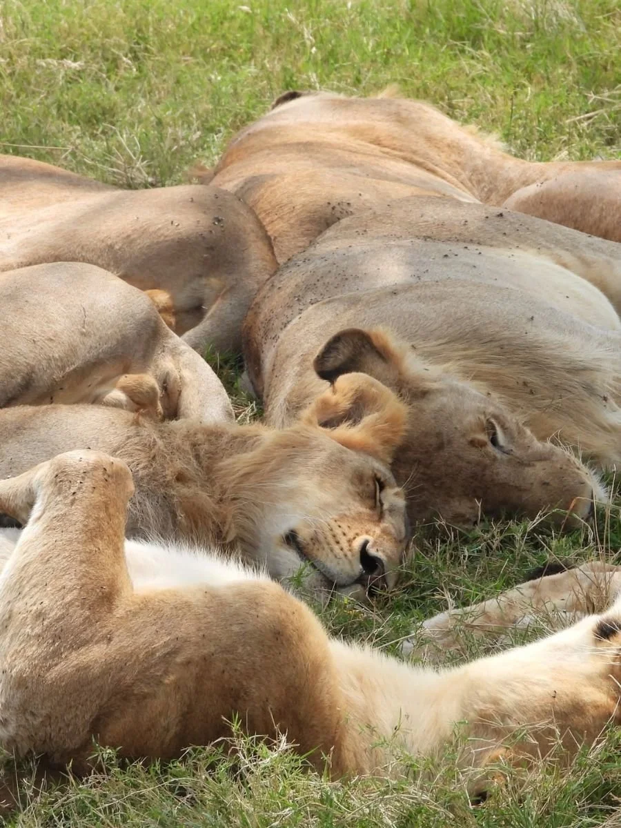 safari-in-africa (13).jpg
