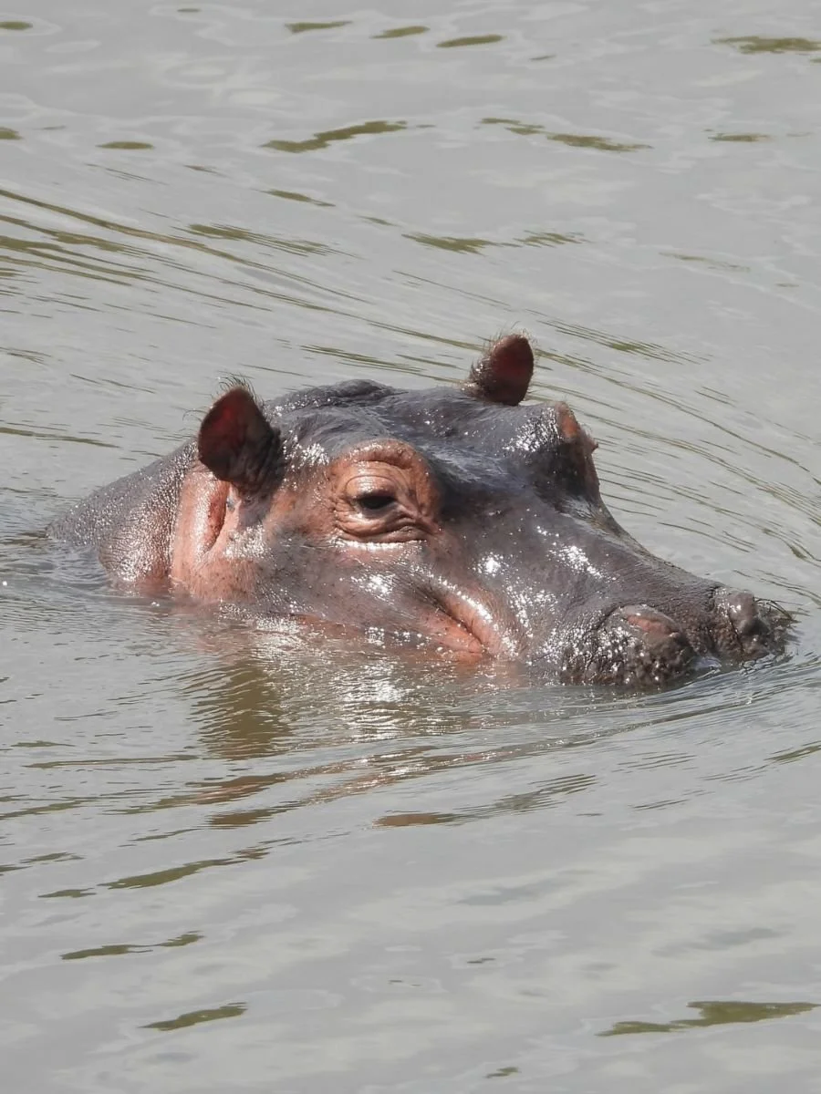 safari-in-africa (7).jpg