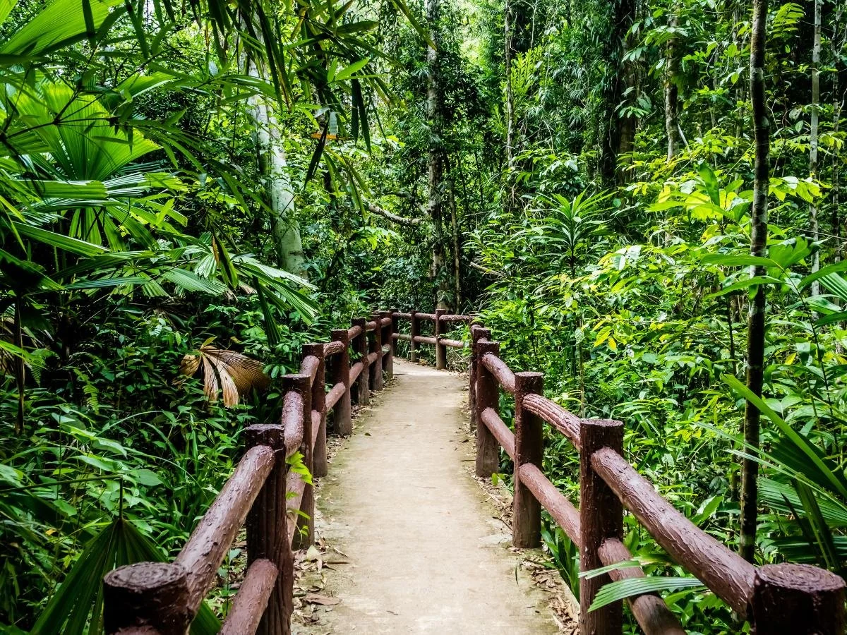 Cosa fare a Nairobi: uno stretto sentiero sterrato si snoda attraverso la fitta e lussureggiante vegetazione della giungla, fiancheggiato da ringhiere in legno. Il paesaggio è tranquillo e invita all'esplorazione.