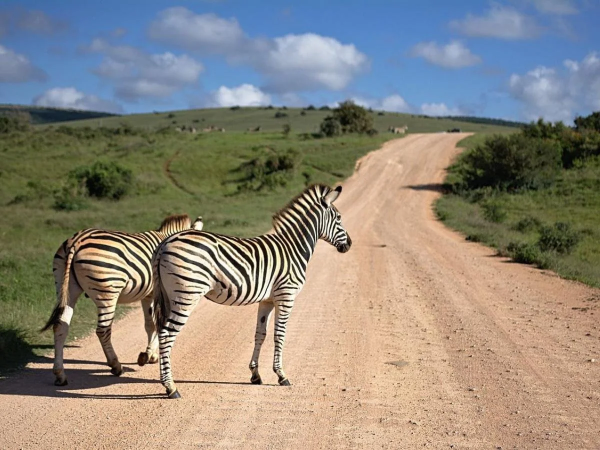 Due zebre ferme su una strada sterrata che attraversa una vallata verdeggiante sotto un cielo parzialmente nuvoloso.