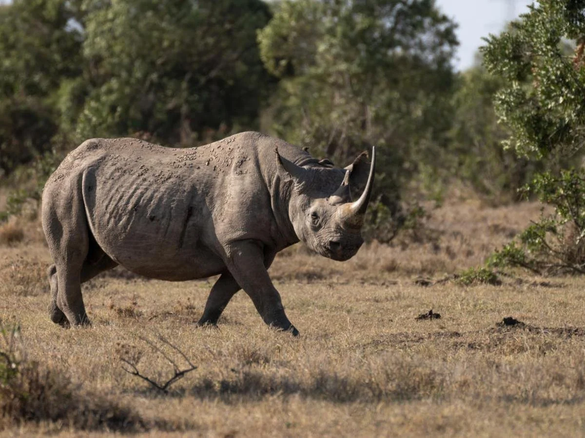 Un rinoceronte nero cammina attraverso la vegetazione bassa durante un safari in Kenya, con alberi e arbusti sullo sfondo