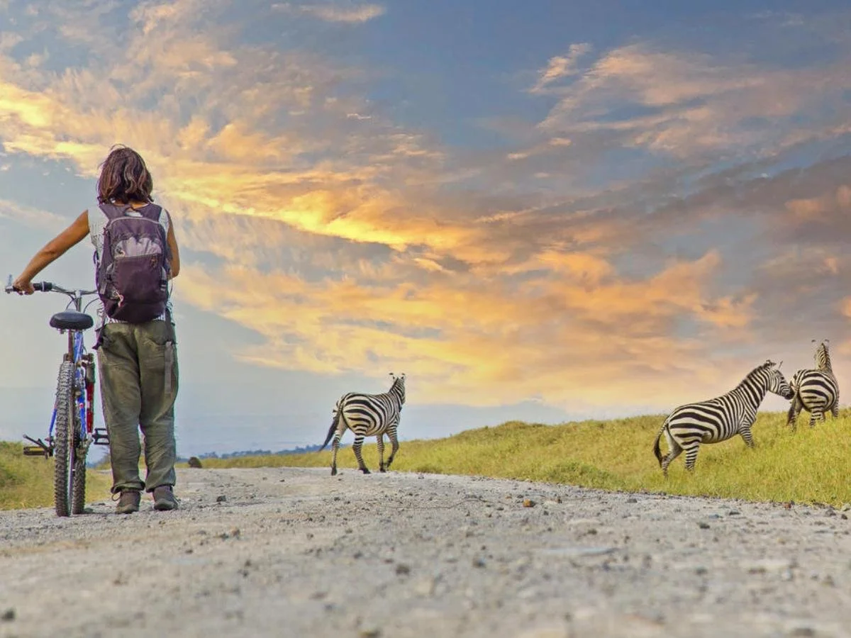 Una persona di spalle con uno zaino osserva alcune zebre che attraversano una strada sterrata nella savana, mentre il cielo è tinto dai colori caldi del tramonto