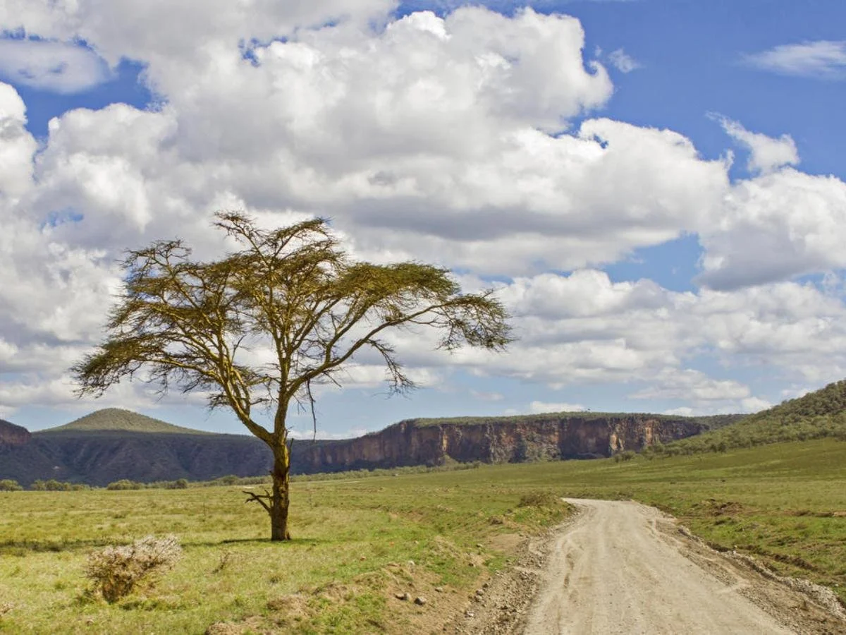 Un paesaggio di savana con una strada sterrata che curva verso destra. In primo piano svetta un albero di acacia solitario sotto un cielo azzurro punteggiato di nuvole bianche.