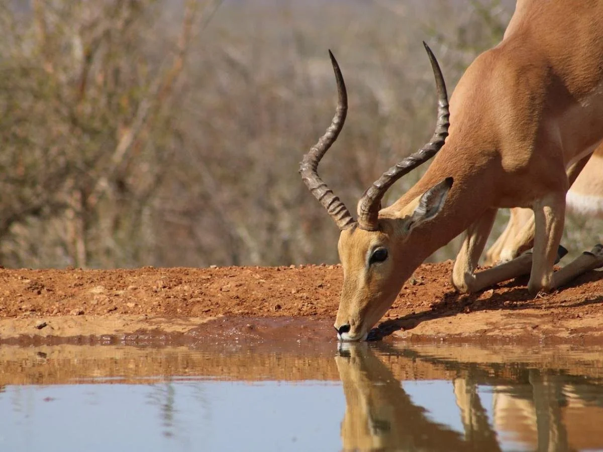 Un'impala maschio con lunghe corna ritorte mentre si abbevera in una pozza d'acqua, riflesso nitido sulla superficie.