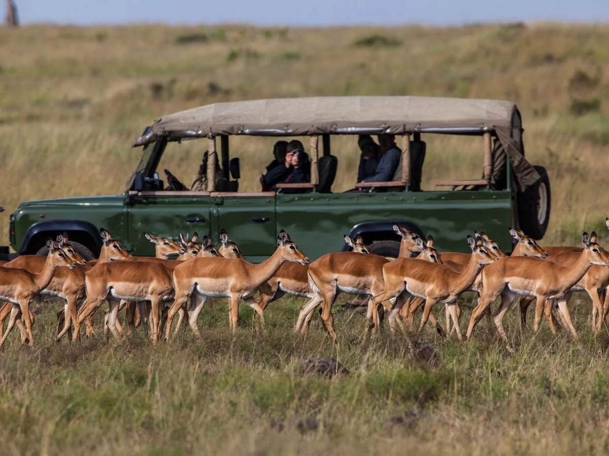 Fuoristrada da safari che osserva un branco di impala che attraversano la savana in Kenya