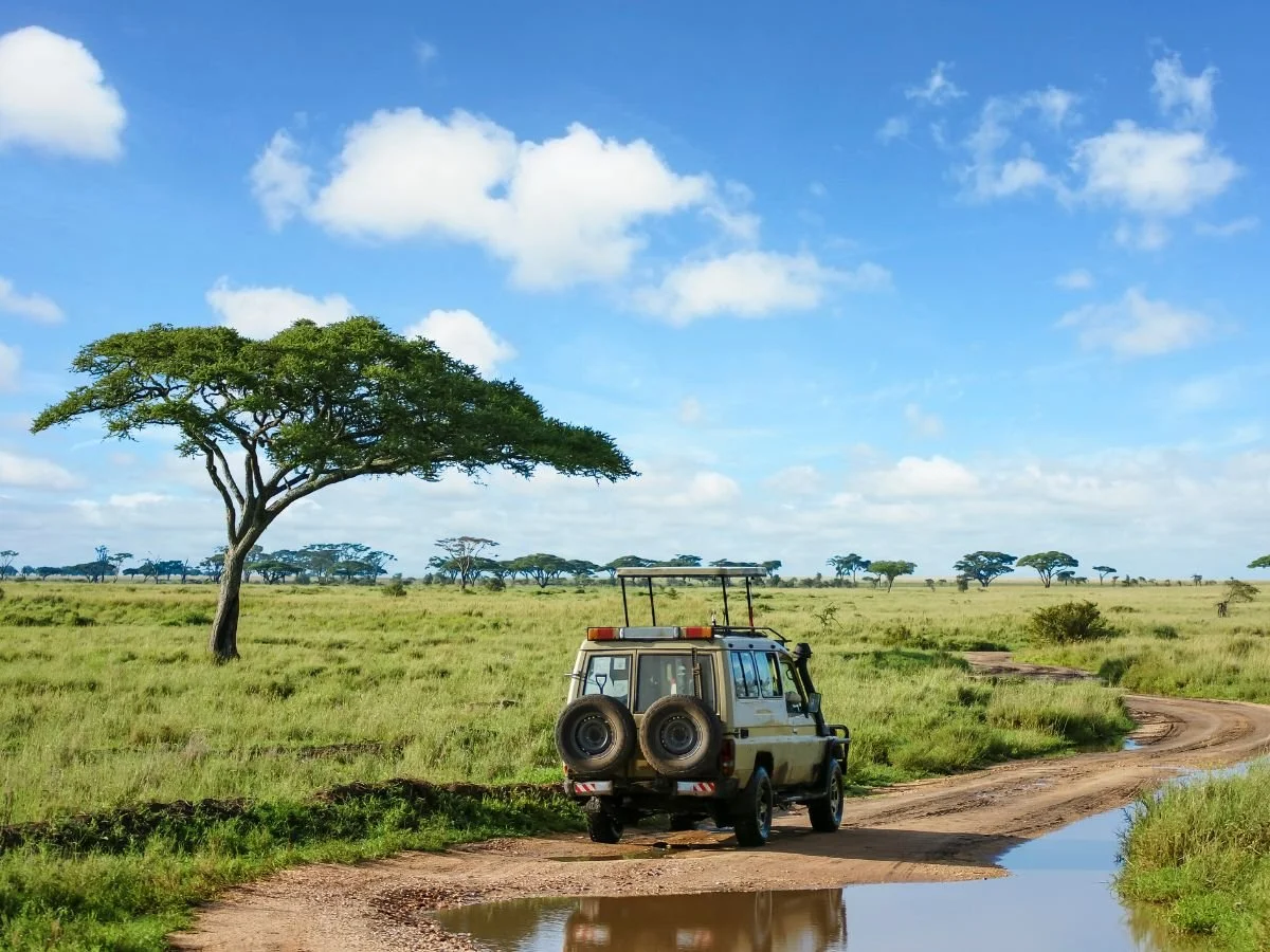Una jeep da safari con ruote di scorta sul retro percorre un sentiero fangoso attraverso una vasta savana. Un albero di acacia si erge sotto un cielo azzurro brillante.
