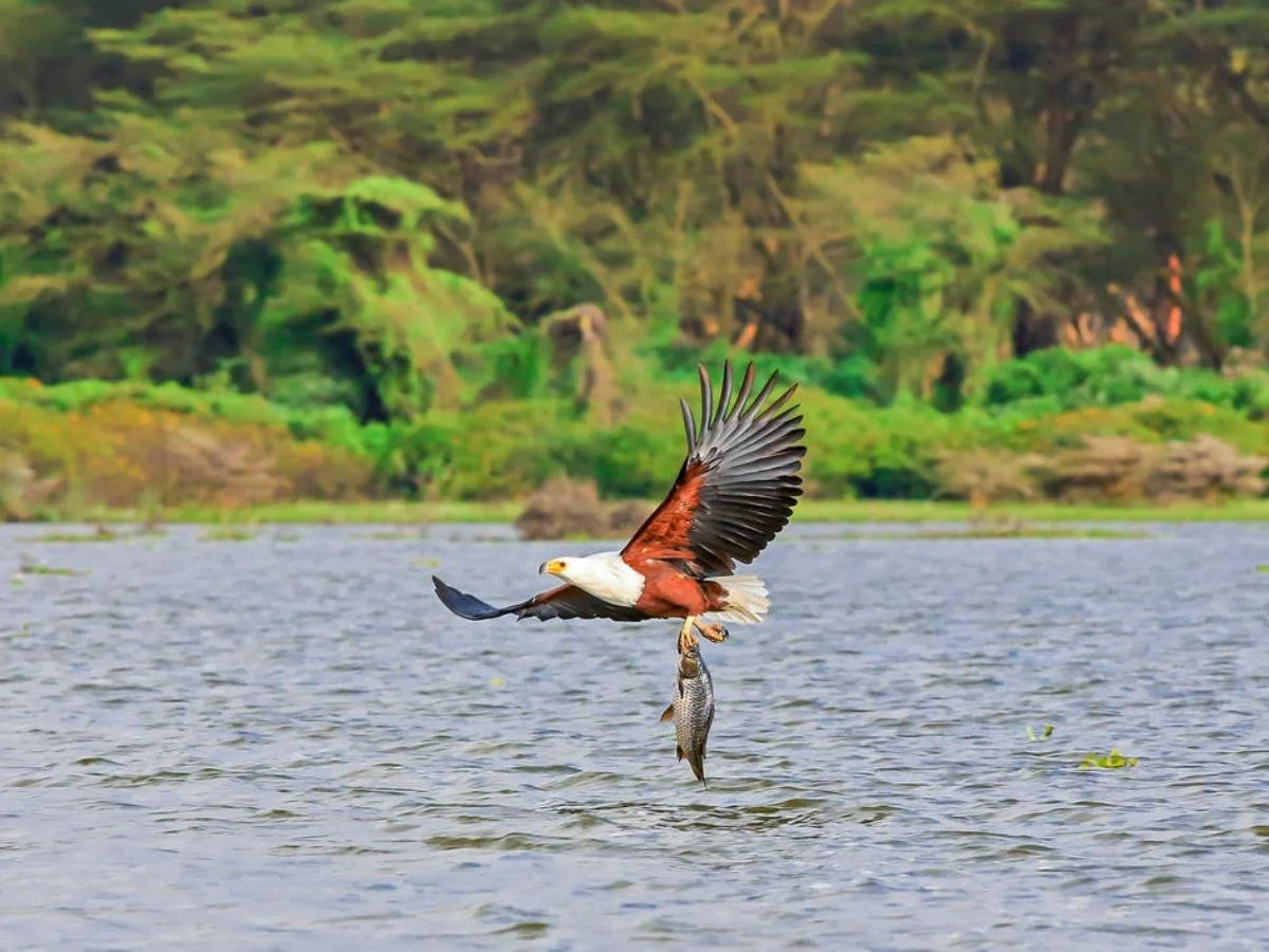 Un'aquila pescatrice africana in volo sopra uno specchio d'acqua, con un grosso pesce tra gli artigli. Lo sfondo mostra una fitta vegetazione verde.