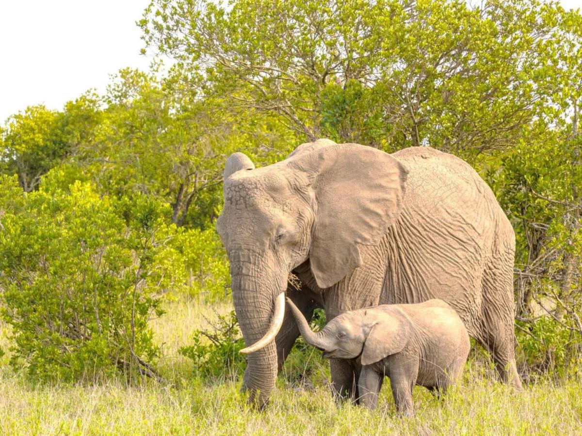 Un grande elefante africano adulto e un piccolo elefantino camminano vicini nell'erba alta, davanti a un gruppo di alberi rigogliosi e verdi sotto una luce solare intensa