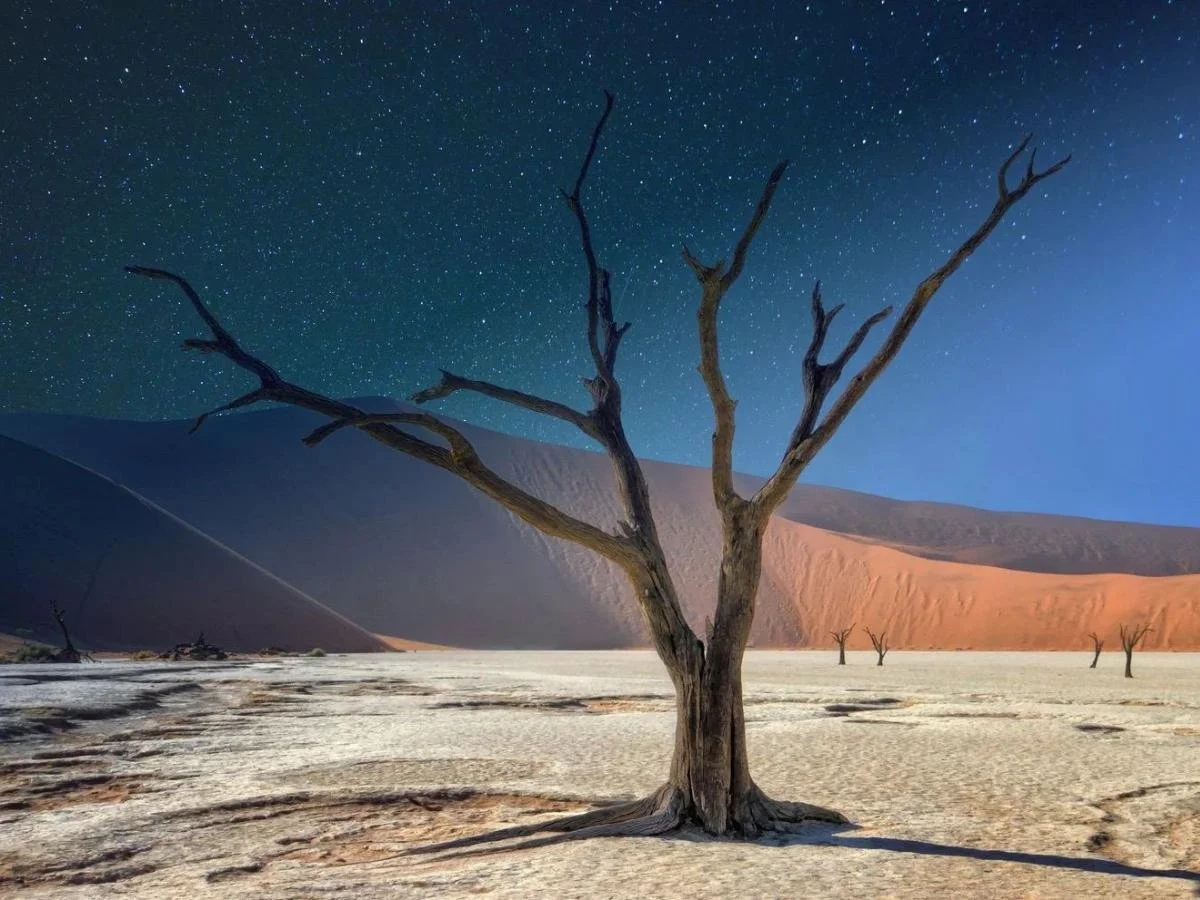 Un antico albero spoglio a Deadvlei sotto un cielo stellato crepuscolare e una duna illuminata dalle ultime luci del giorno.