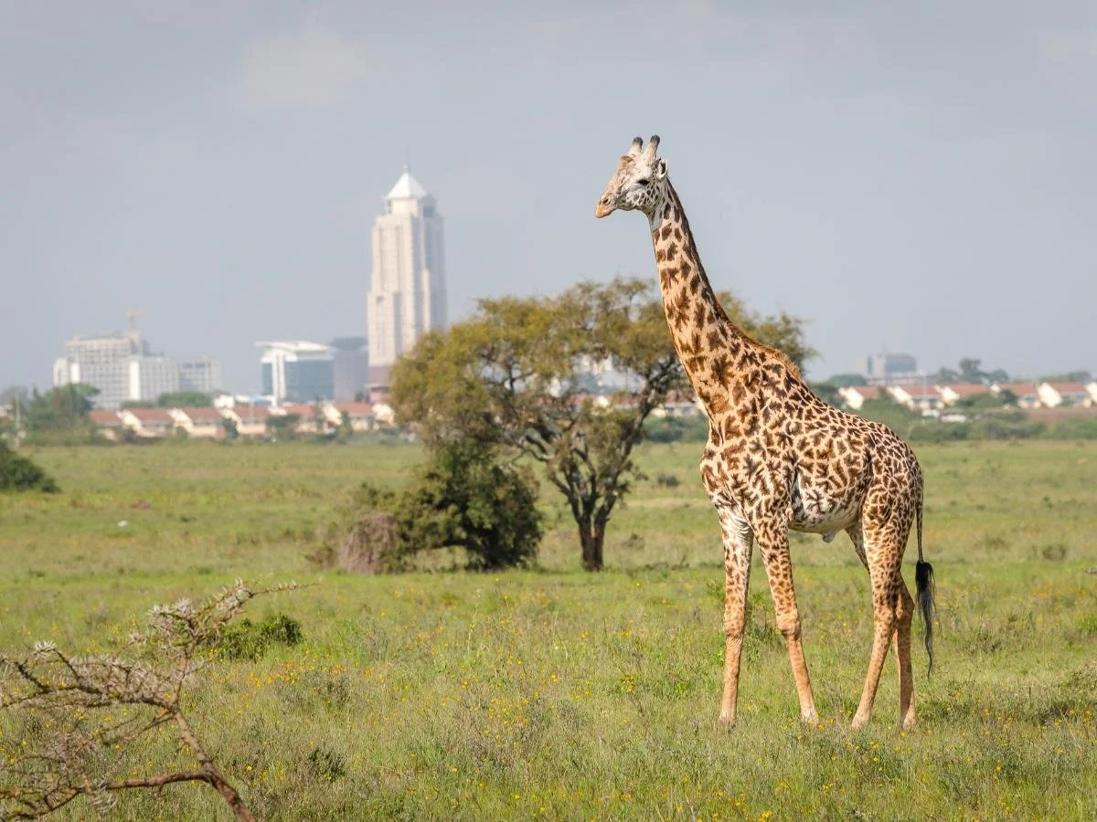 Una giraffa si erge nella savana erbosa con lo skyline della città sullo sfondo sotto un cielo limpido, creando un contrasto tra la natura e la vita urbana e trasmettendo calma.