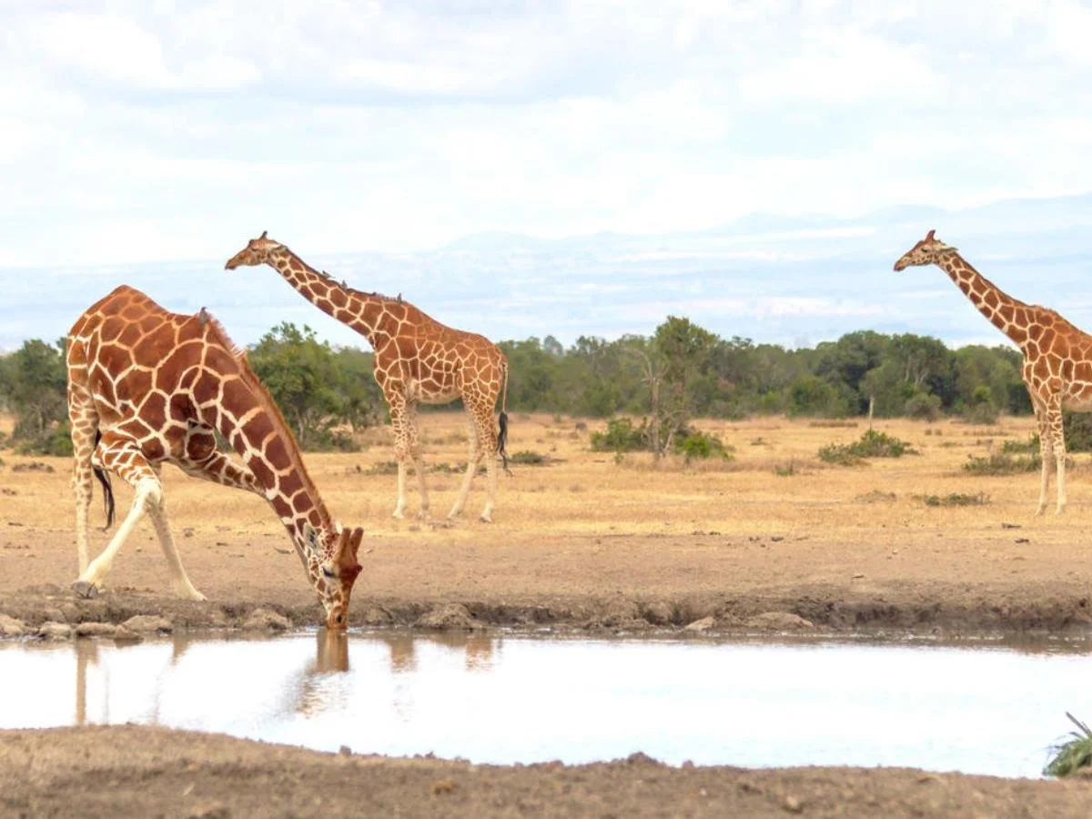 Tre giraffe reticolate si trovano vicino a una pozza d'acqua; una di esse è chinata con le zampe anteriori divaricate per bere, in un paesaggio di savana aperta durante un safari in Kenya alternativo