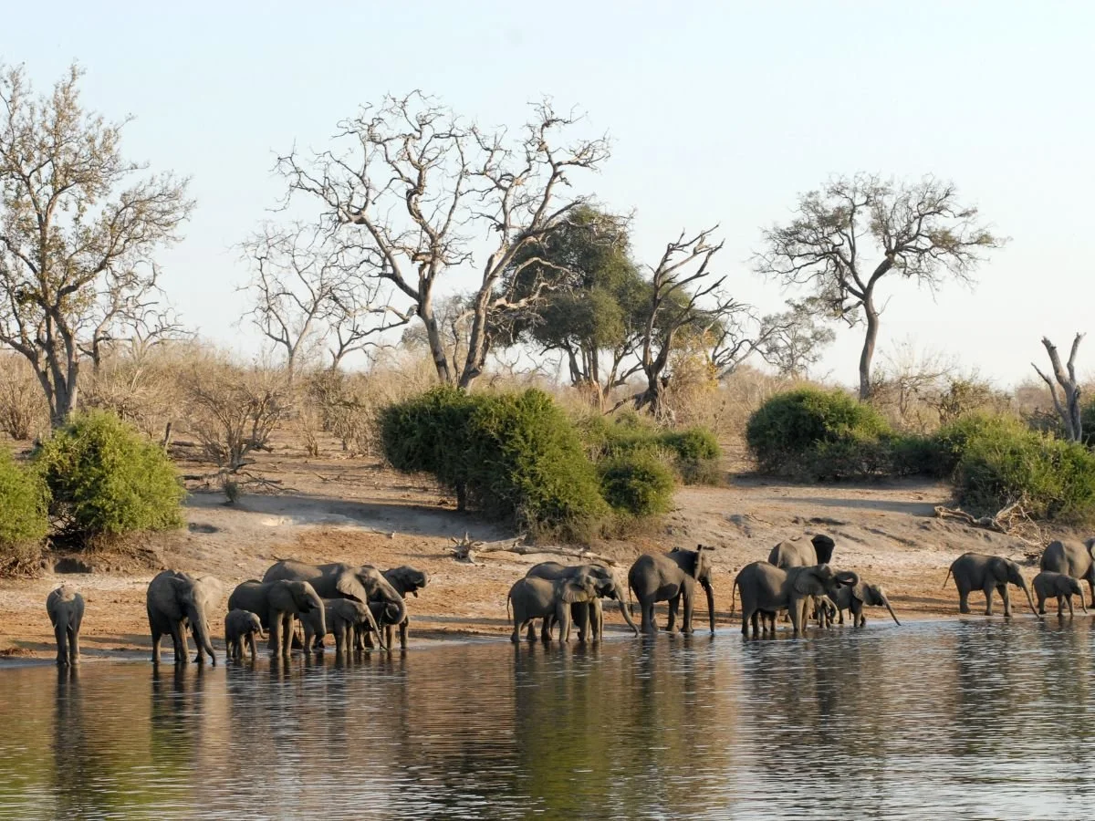 Un branco di elefanti, inclusi alcuni piccoli, si abbevera lungo le rive di un fiume in una savana alberata durante il giorno.