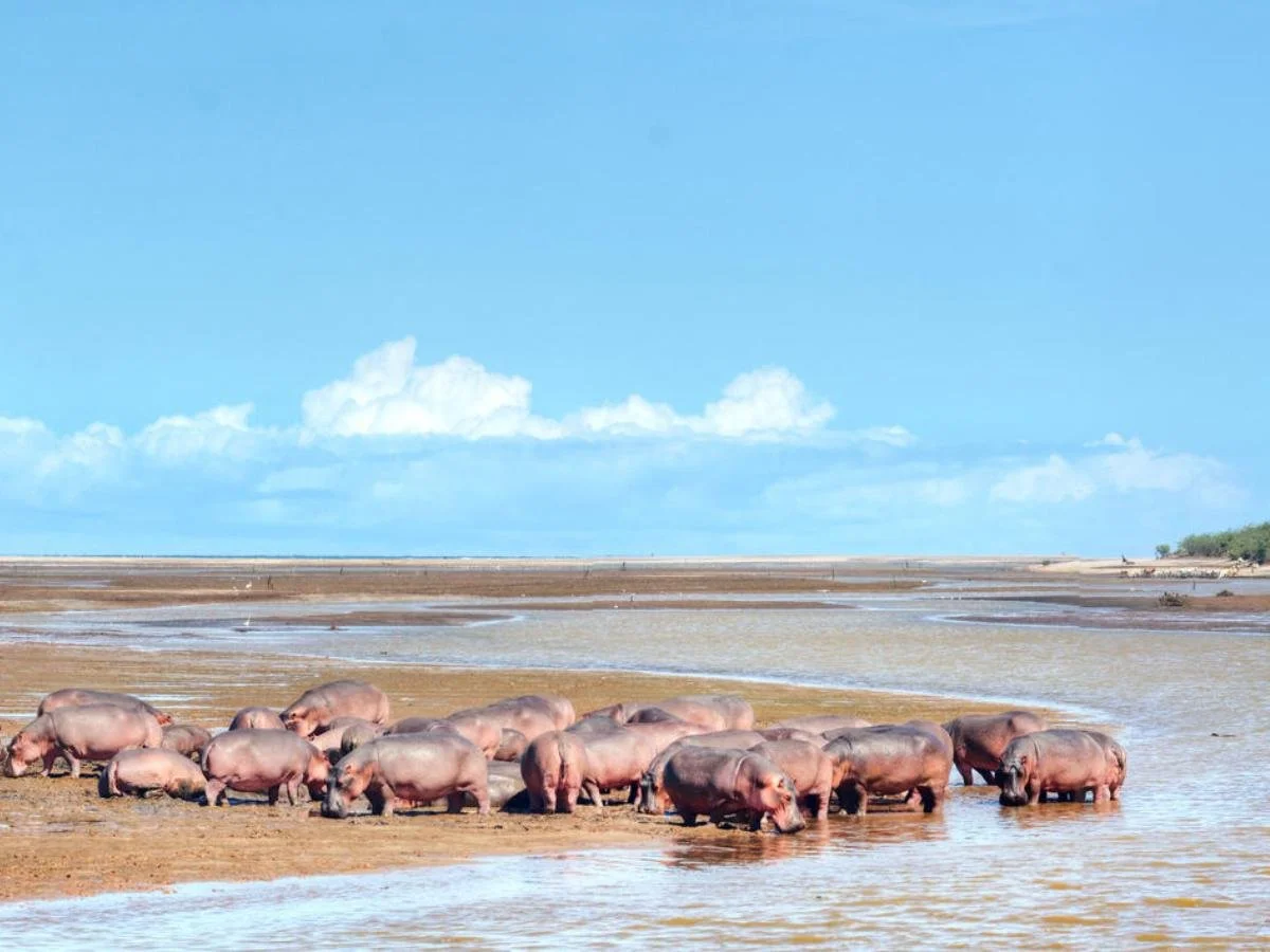 Un folto gruppo di ippopotami si riposa su una sponda fangosa e nelle acque basse di un fiume sotto un cielo azzurro con nuvole bianche soffici