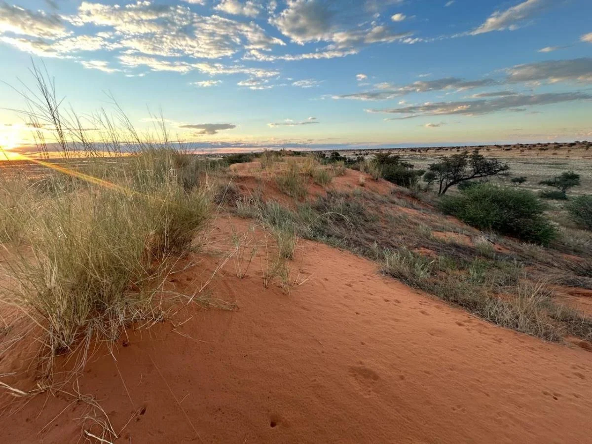 Un paesaggio desertico al tramonto con dune di sabbia arancione coperte da erba alta e cespugli scarsi, che si estende verso un orizzonte lontano sotto un cielo colorato con nuvole sparse.