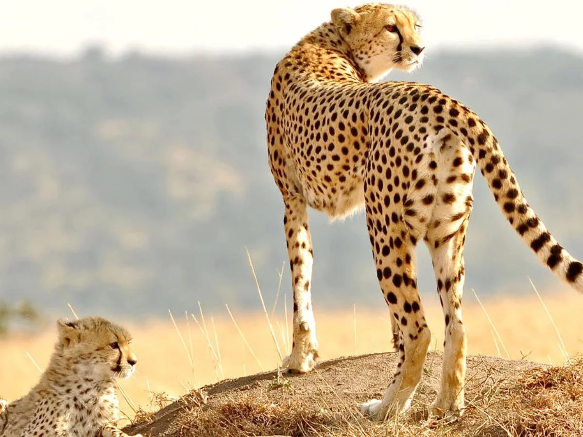 Un ghepardo adulto in piedi guarda verso l'orizzonte mentre un cucciolo è accovacciato accanto a lui su una piccola altura erbosa