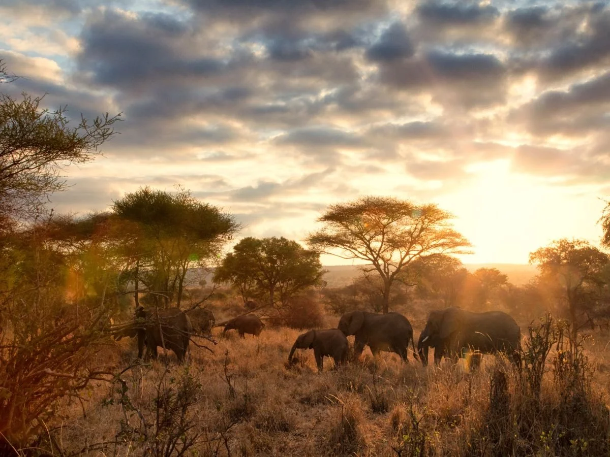 Un branco di elefanti pascola pacificamente in una savana illuminata dal sole, circondato da alberi di acacia. La calda e dorata alba crea un'atmosfera serena e maestosa.