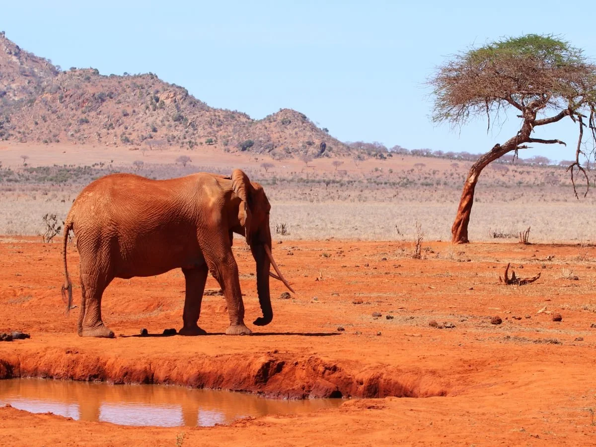 Elefante africano lungo una pozza d'acqua nel terreno rosso della savana del Kenya