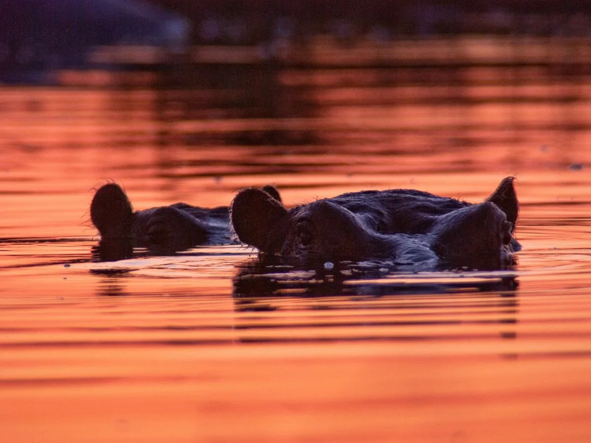Un ippopotamo nuota nell'acqua scura durante il tramonto, con solo la parte superiore della sua testa e le orecchie visibili sopra la superficie che riflette i colori arancioni e rosa del cielo nel delta dell'Okavango, Botswana.