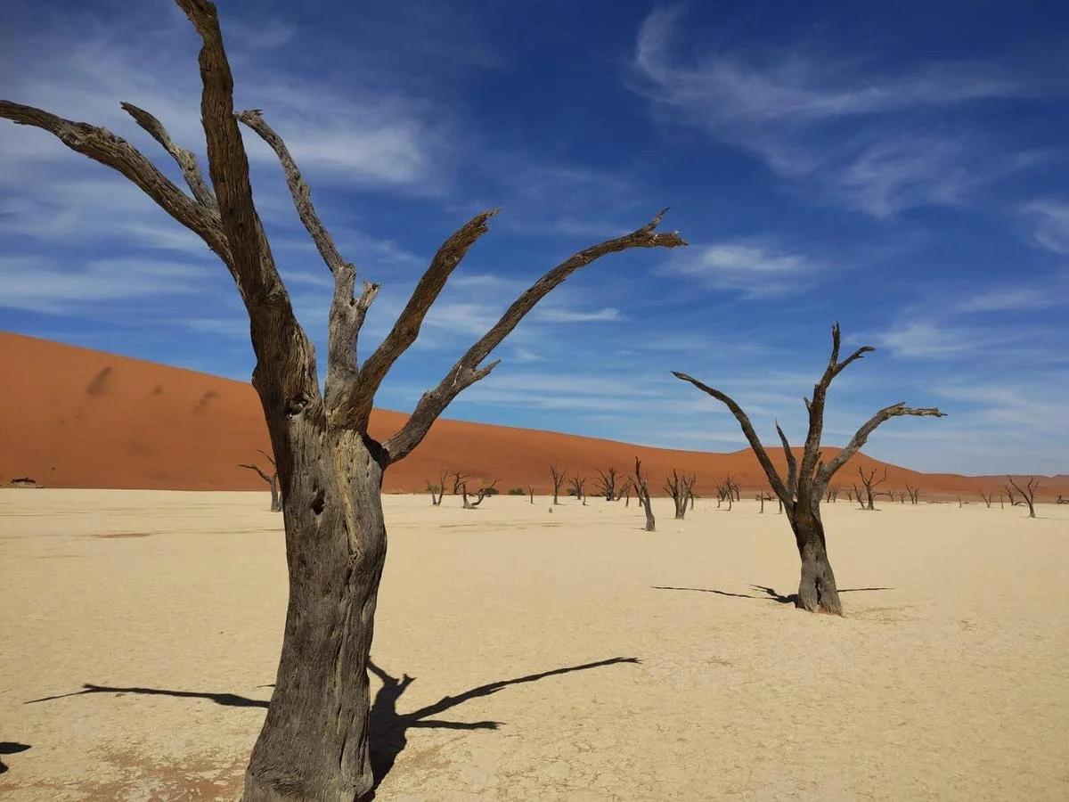 Alberi secolari bruciati dal sole nel deserto di Deadvlei, con dune di sabbia arancione e cielo blu sullo sfondo, Namibia.