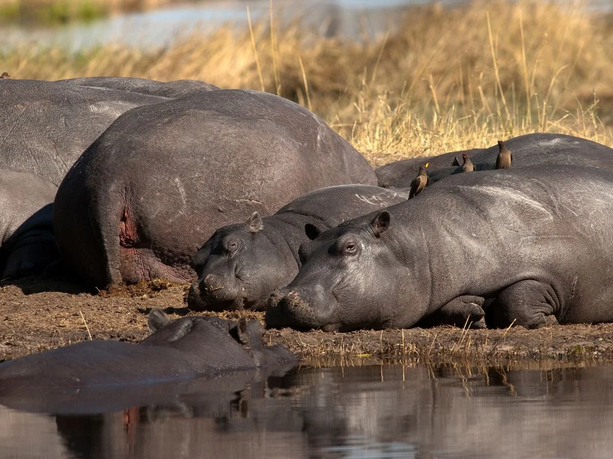 Un gruppo di ippopotami giace a terra sulla riva fangosa di un fiume, con alcuni dei loro volti e schiene visibili mentre si riposano l'uno contro l'altro sotto la luce del sole nel delta dell'Okavango, Botswana.