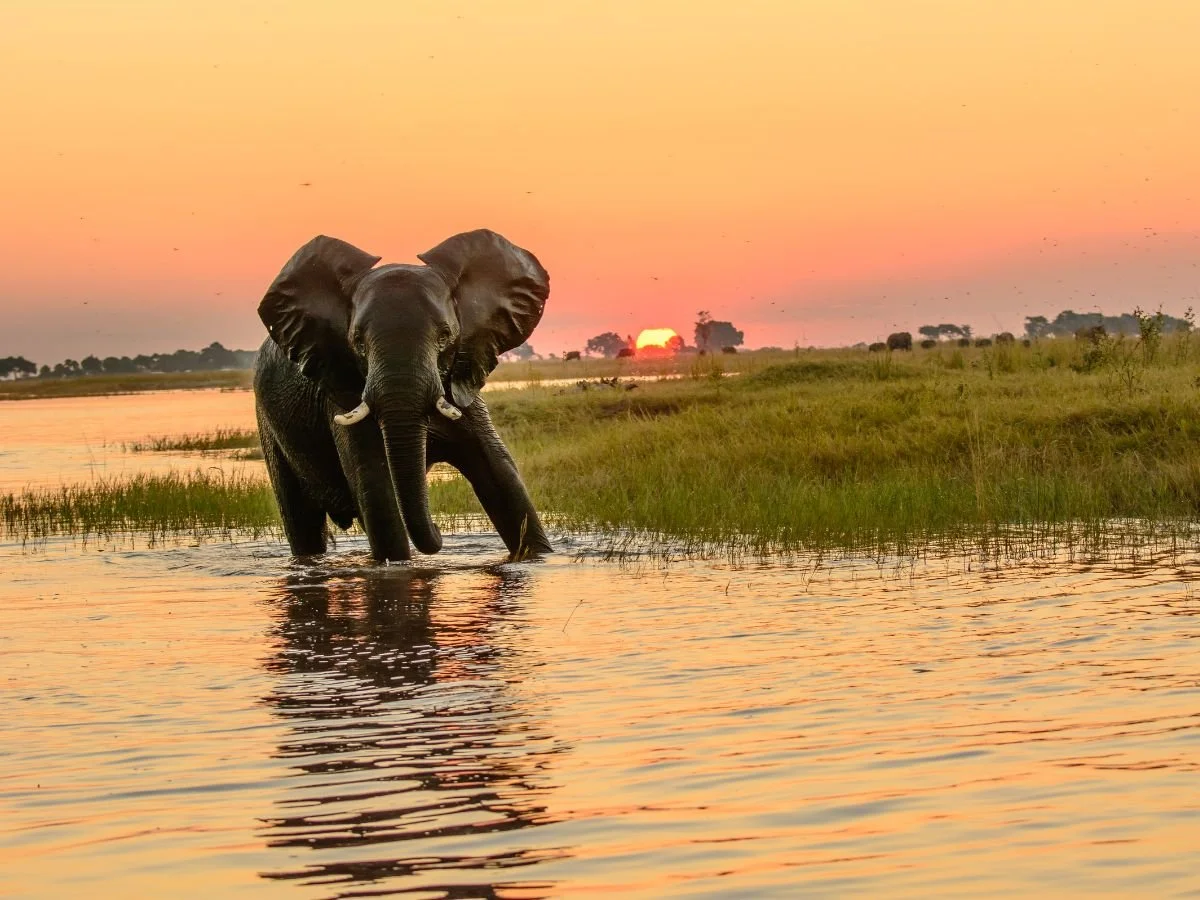 Un elefante cammina nell'acqua bassa lungo la riva di un fiume al tramonto, con il cielo sfumato di arancione e il sole che sorge o tramonta all'orizzonte.