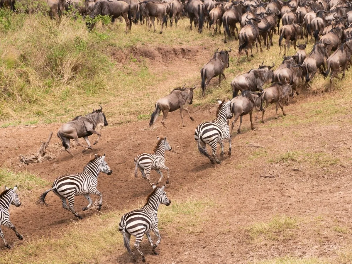 Zebre e gnu in corsa lungo le colline della savana durante la Grande Migrazione in Kenya