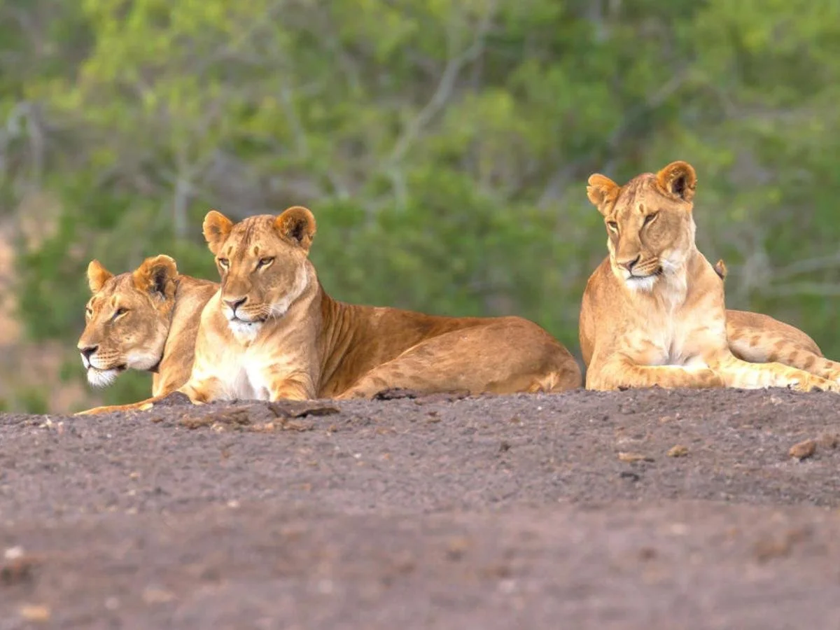 Tre leonesse riposano sdraiate su un terreno rialzato e brullo; due guardano con attenzione verso sinistra, mentre la terza guarda dritto davanti a sé, con una fitta vegetazione verde sullo sfondo