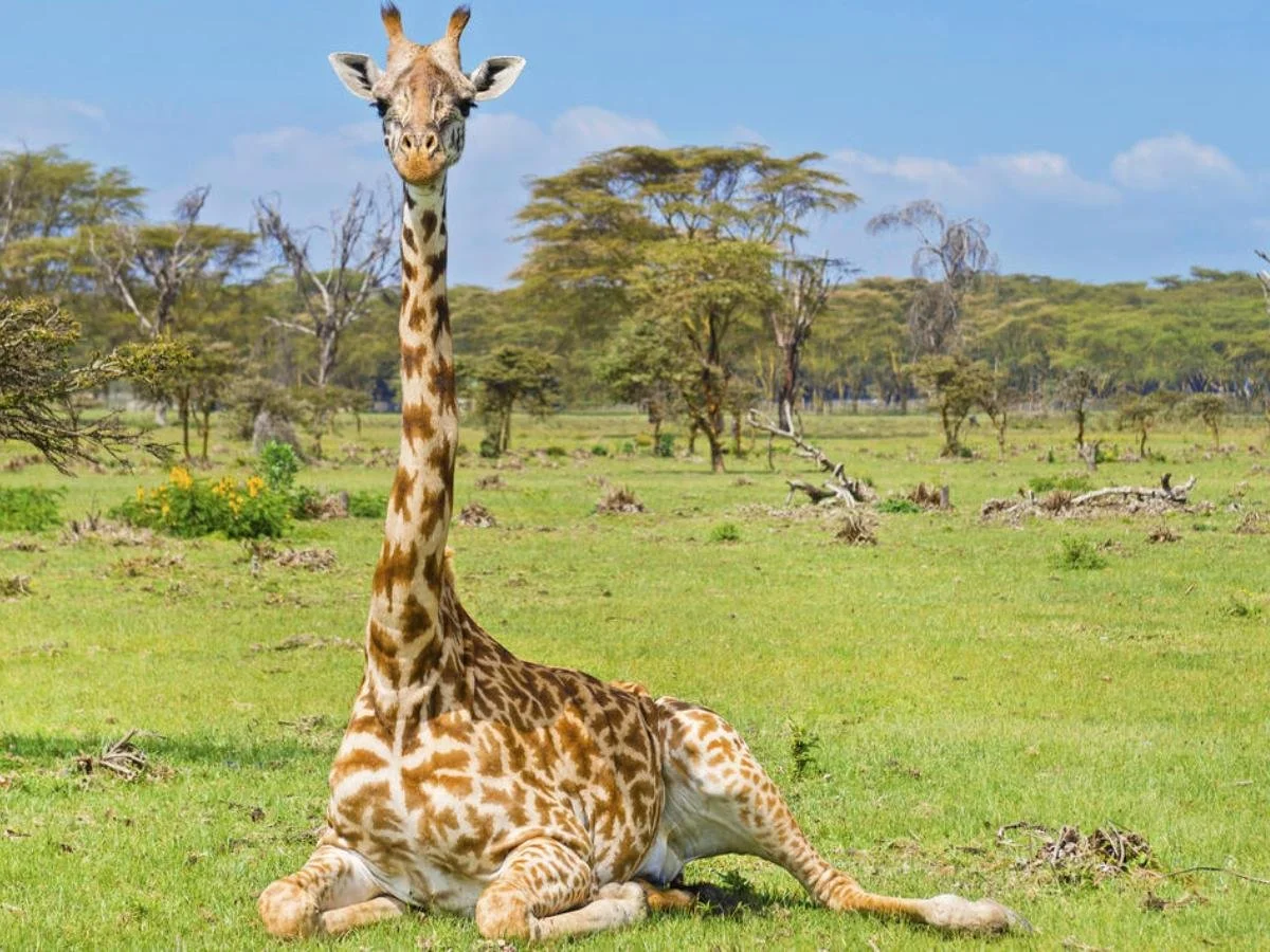Primo piano di una giraffa seduta sull'erba verde in una pianura aperta. La giraffa guarda direttamente verso l'obiettivo; sullo sfondo si vedono alberi sparsi e un cielo limpido.