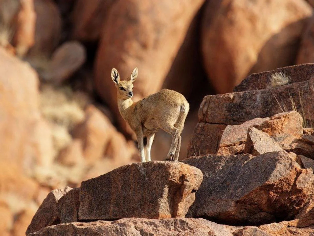 Un piccolo saltarupe (klipspringer) in piedi su una roccia rossastra nel deserto della Namibia, mentre si guarda indietro.