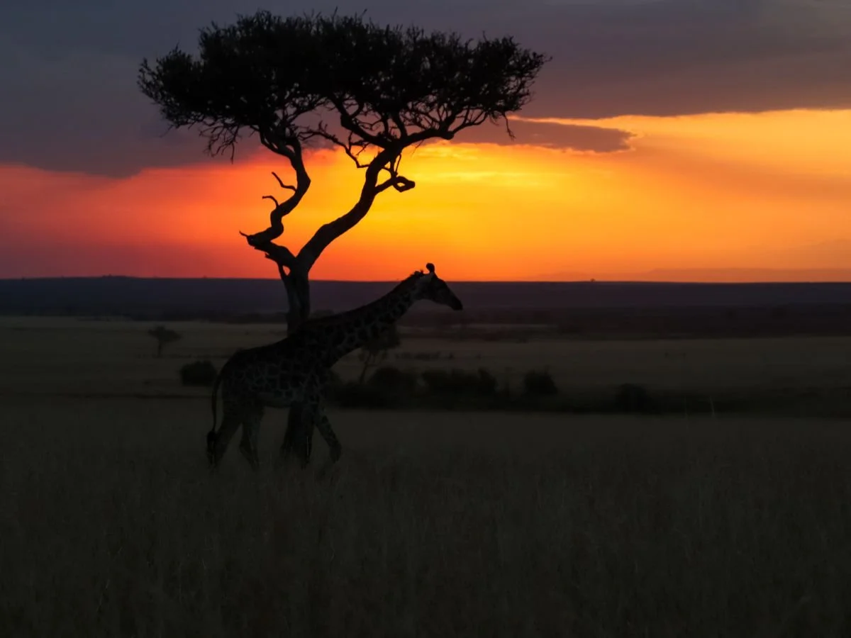La sagoma di una giraffa si staglia sotto un albero di acacia sullo sfondo di un tramonto vibrante. Il cielo sfuma dall'arancione intenso al viola, evocando un'atmosfera serena.