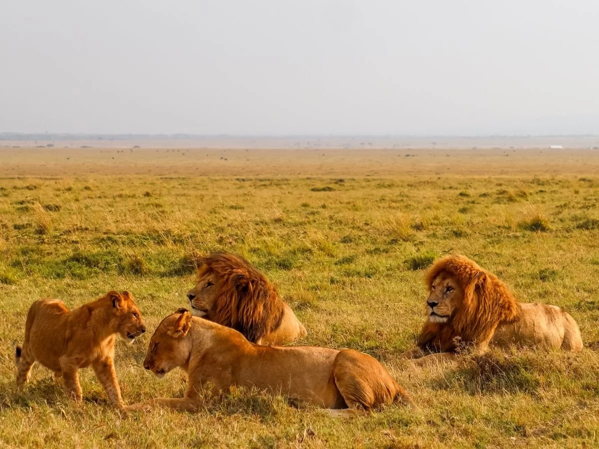 Branco di leoni con due maschi adulti, una leonessa e un cucciolo riposano nell'erba dorata del Kenya