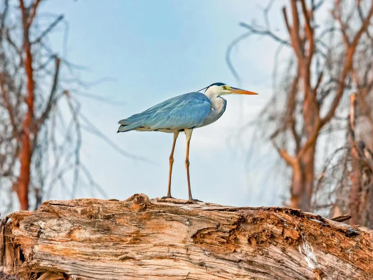 Primo piano di un airone cenerino appollaiato su un tronco d'albero secco e rugoso, con uno sfondo sfocato di rami e cielo chiaro. Da vedere durante un safari in Kenya in barca