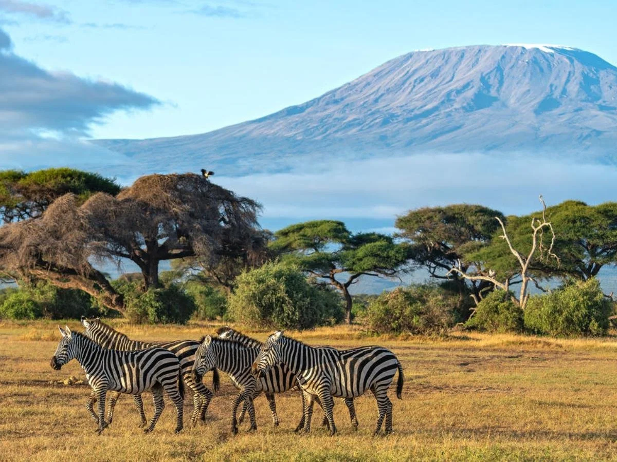 Un piccolo branco di zebre pascola nella savana dorata dell'Amboseli National Park, con la maestosa sagoma del Monte Kilimangiaro innevato sullo sfondo