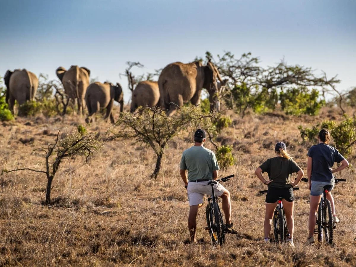 Tre persone in bicicletta, viste di spalle, si fermano a osservare un branco di elefanti che cammina nella boscaglia dorata sotto il sole.