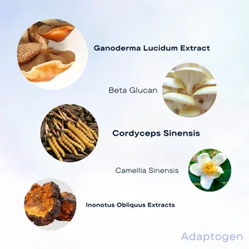 adaptogen-wish-skin-health-new-retinol-serum-ingredient-highlight_98f6069f-9a32-4277-ab4a-af4d7c916563.webp