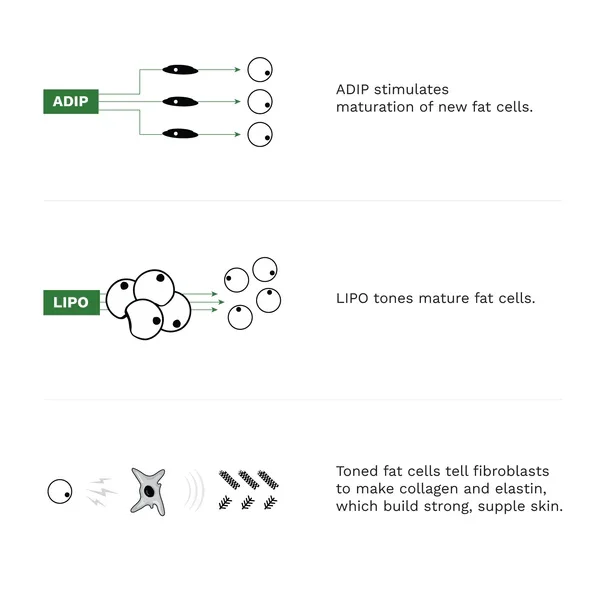 AFC-5.webp