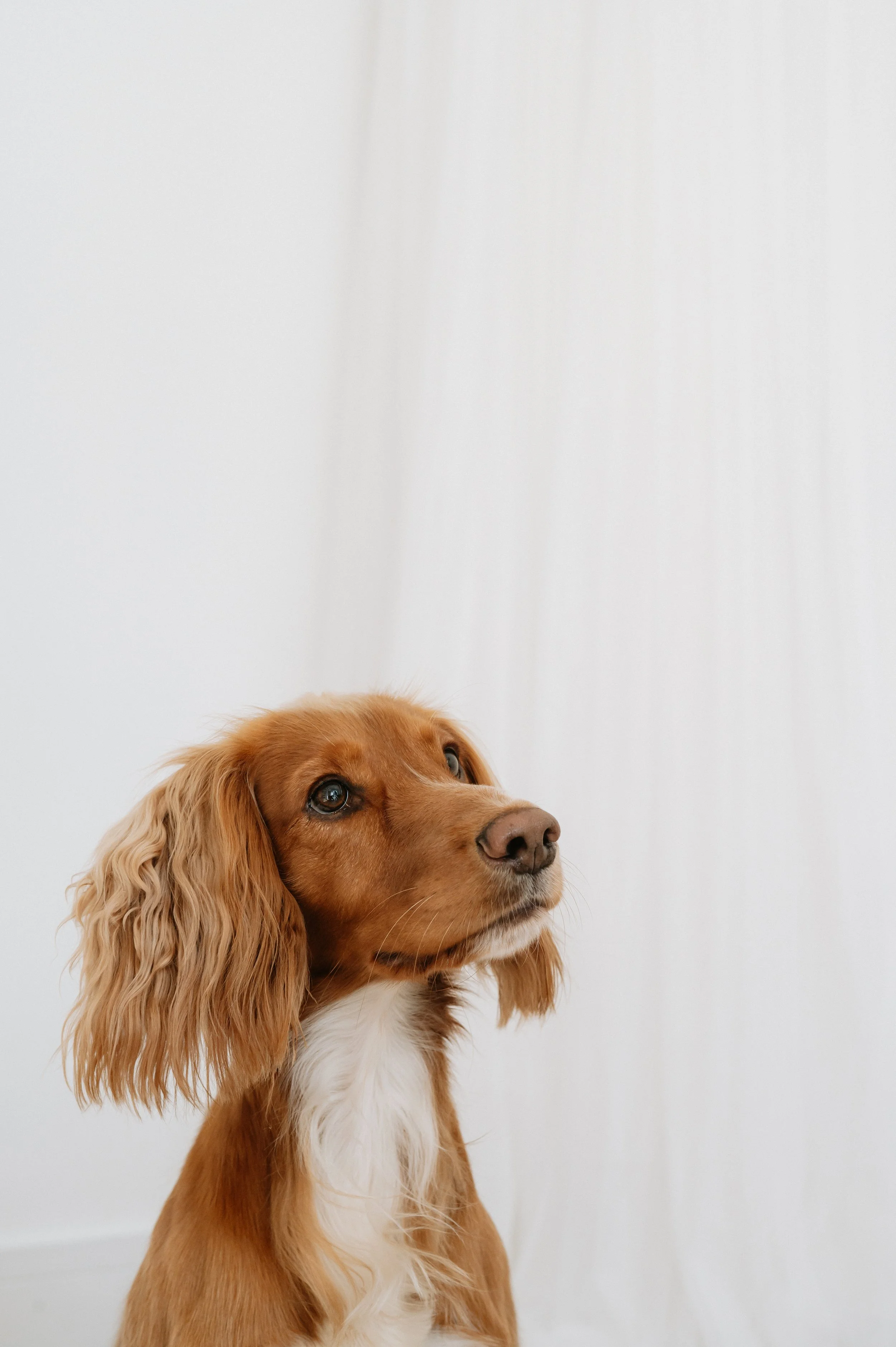 Spaniel against a simple white backdrop looking away from the camera enjoying a natural photography session in a Doncaster studio.